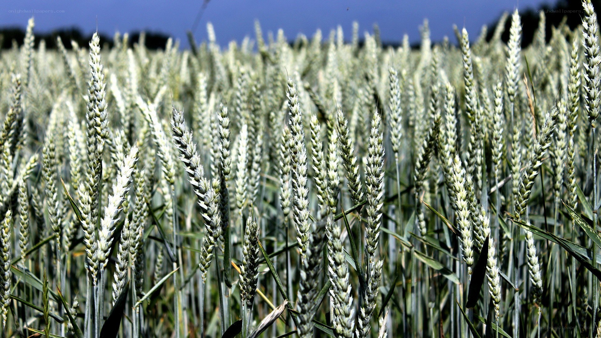 wheat field in sunlight