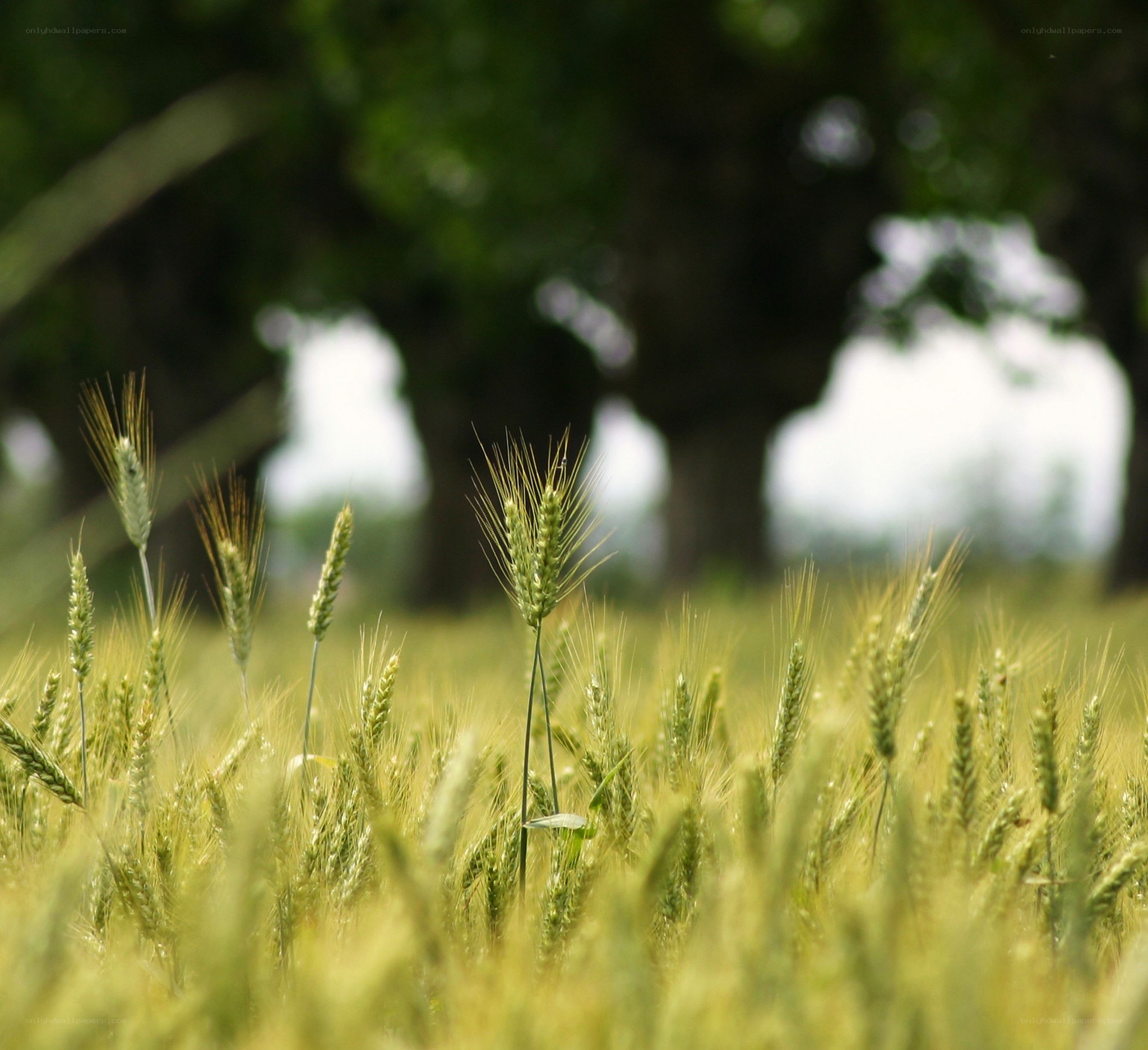 wheat field in sunlight
