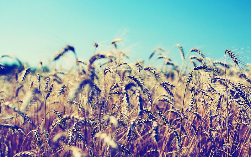 Wheat Field in Sunlight — Blue