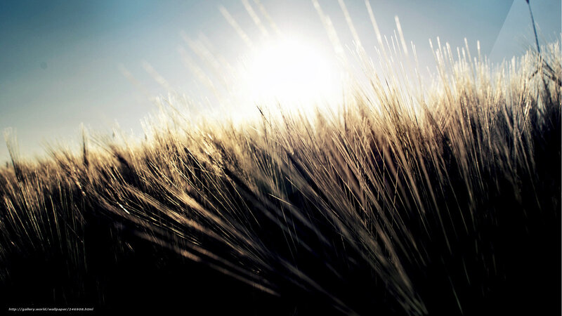 Wheat Field in Sunlight — Gold, Dramatic