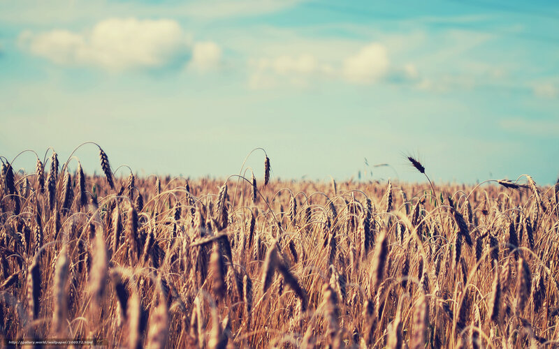 Wheat Field in Sunlight — Gold