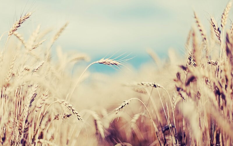 Wheat Field in Sunlight — Golden, Serene, Afternoon, Photograph