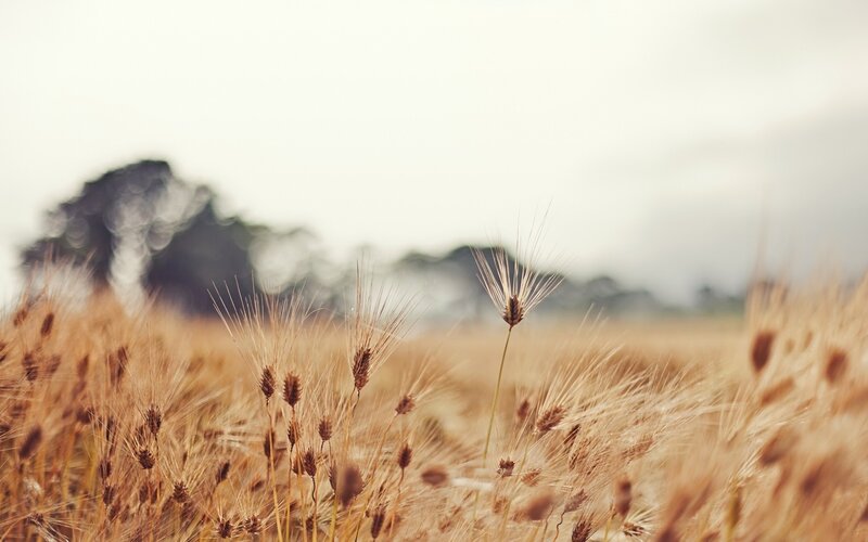 Wheat Field in Sunlight — Golden, Serene, Afternoon, Photograph, Trees, Sky