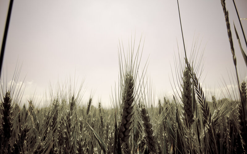 Wheat Field in Sunlight — Green, Serene, Afternoon, Photograph, Sky, Grain