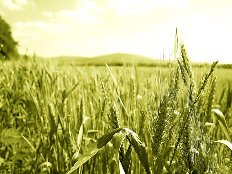 Wheat Field in Sunlight — Green, Serene, Afternoon, Photograph, Sky, Hills, Grain
