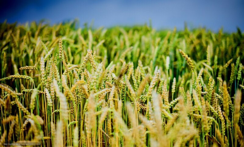 Wheat Field in Sunlight — Green, Serene, Afternoon, Photograph, Sky