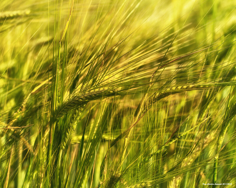 Wheat Field in Sunlight — Green, Serene, Afternoon