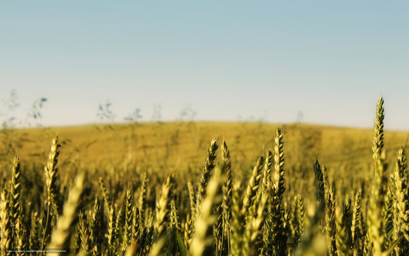 Wheat Field in Sunlight — Green, Serene