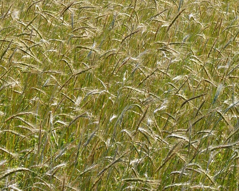 Wheat Field in Sunlight — Green