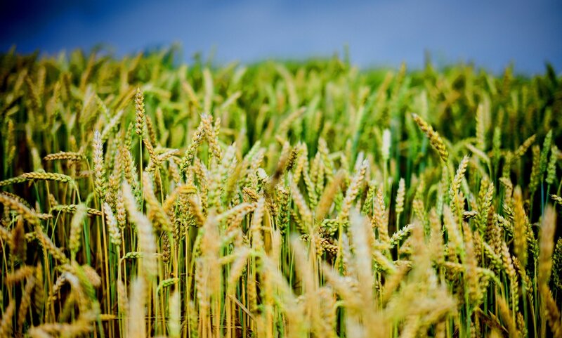 Wheat Field in Sunlight — Serene