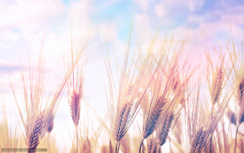 Wheat field in sunlight
