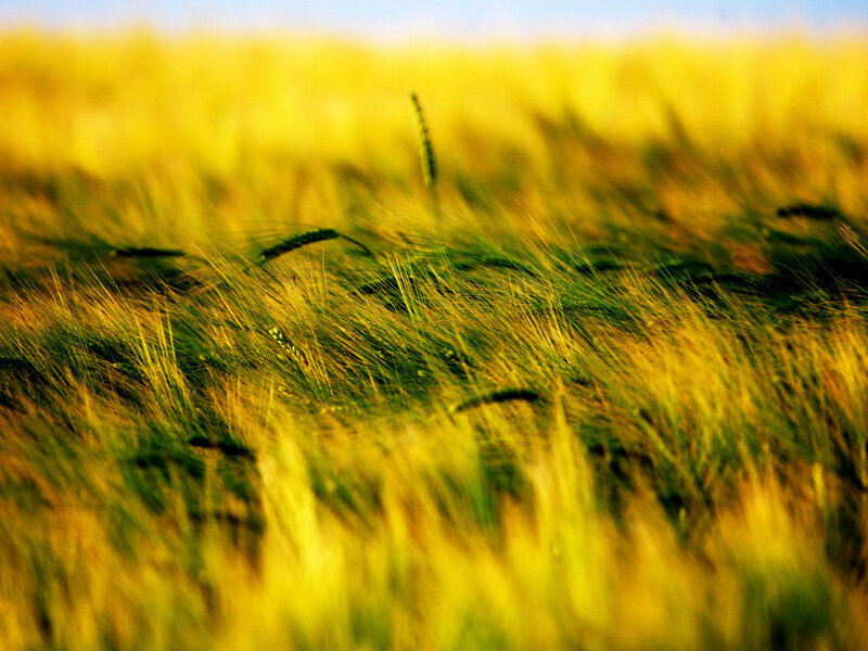 Wheat Field in Sunlight — Yellow, Serene, Afternoon, Photograph, Grain, Sky