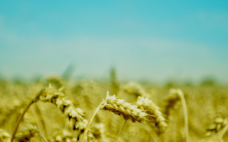 Wheat Field in Sunlight — Yellow, Serene, Afternoon, Photograph, Sky, Blue