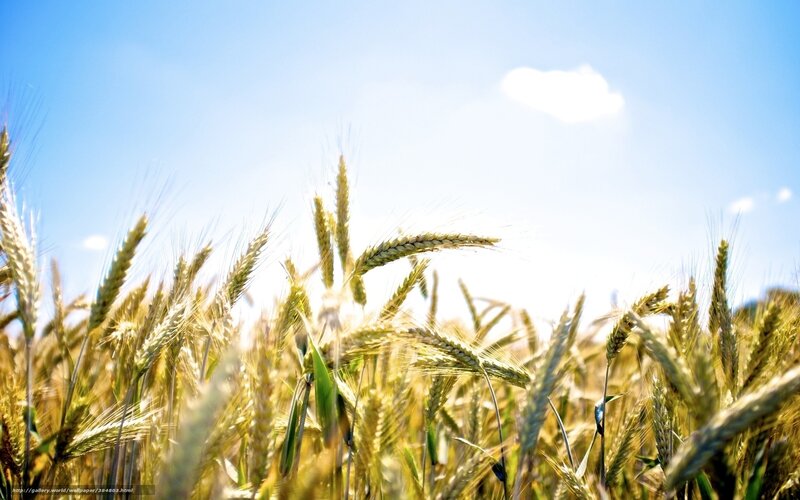 Wheat Field in Sunlight — Yellow, Serene, Afternoon, Photograph, Sky