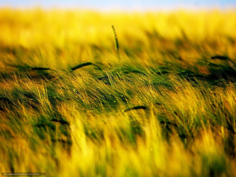 Wheat Field in Sunlight — Yellow, Serene, Afternoon