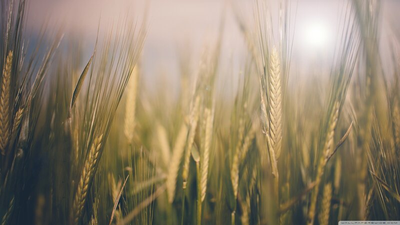 Wheat Field in Sunlight — Yellow, Serene, Sunset