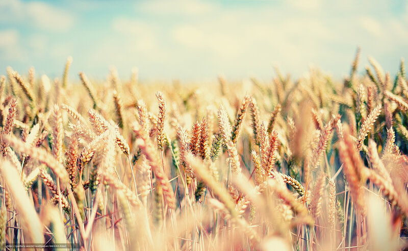 Wheat Field in Sunlight — Yellow, Serene