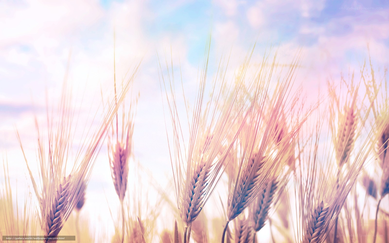Wheat field in sunlight