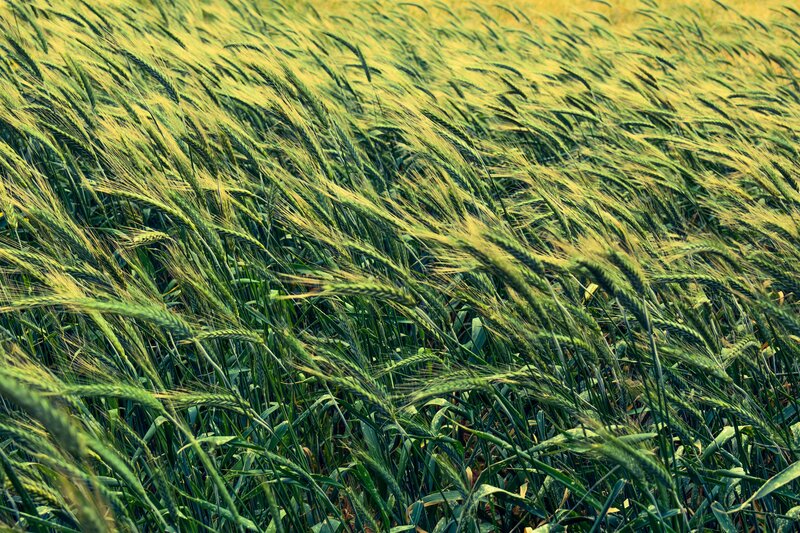 Wheat field in the wind