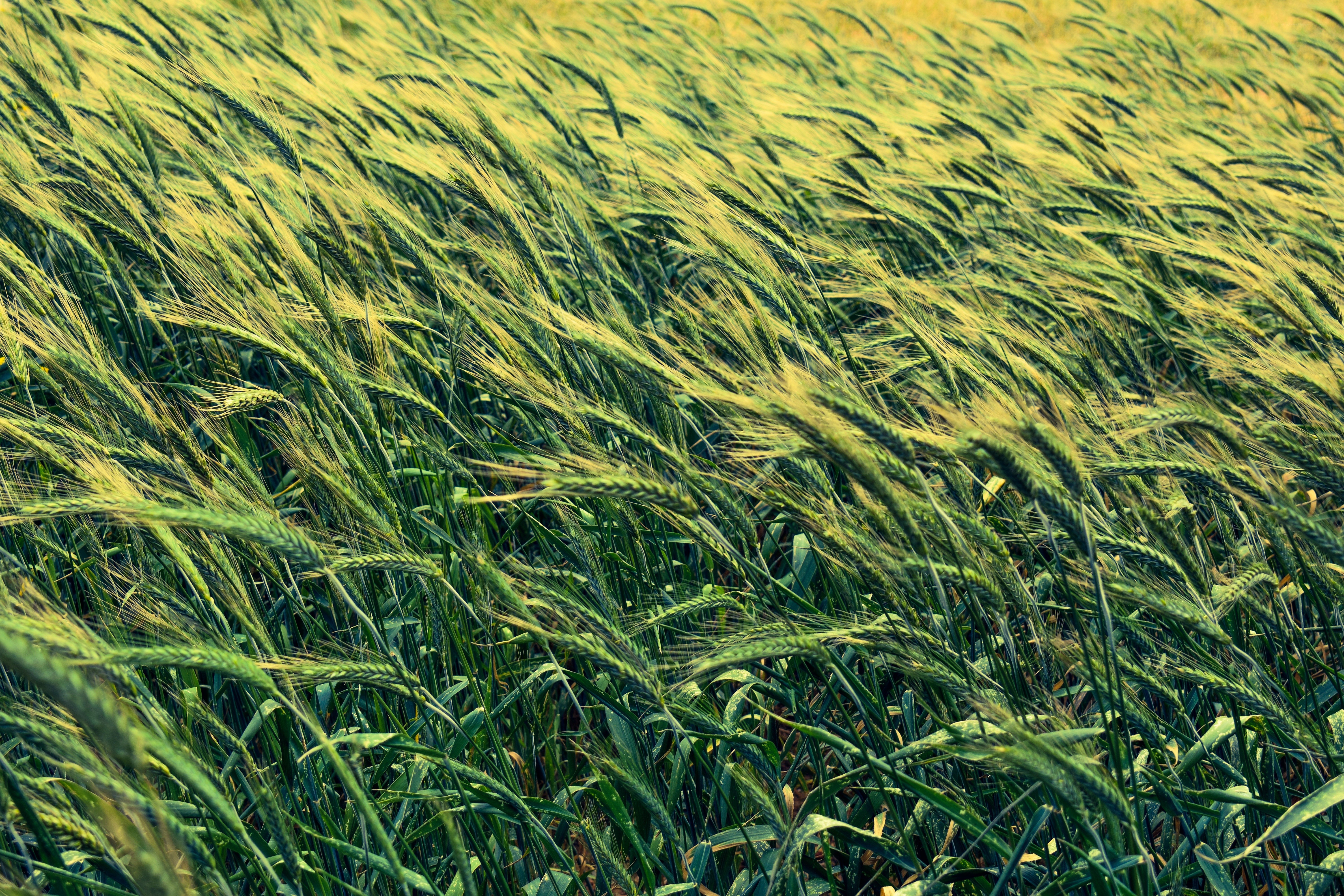 Wheat field in the wind