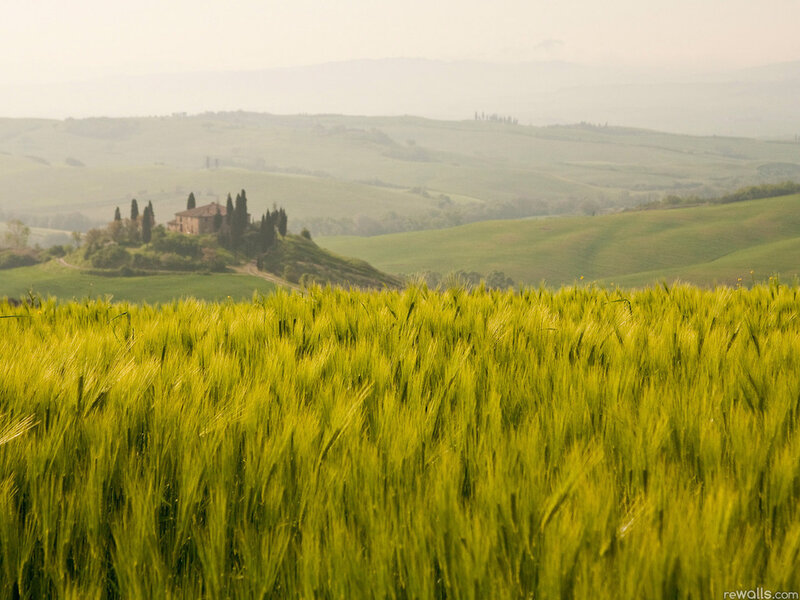 Wheat Field in Tuscany
