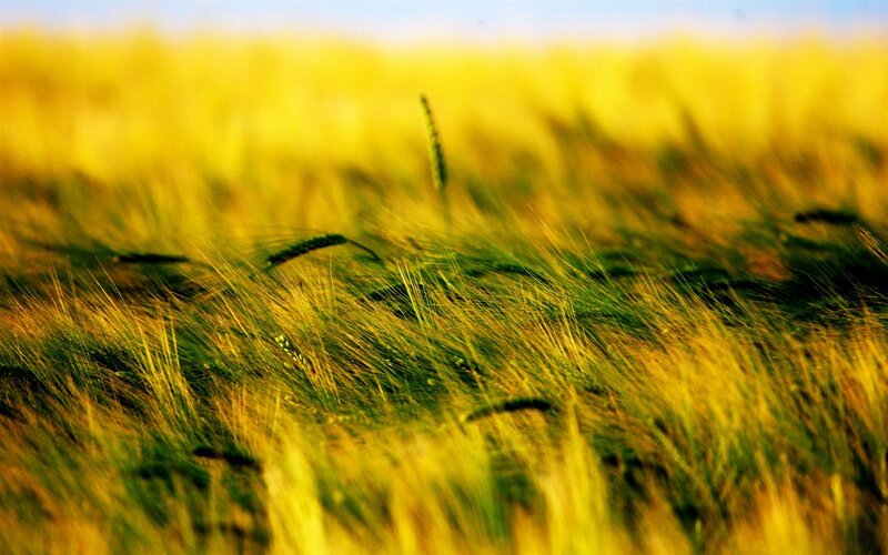 Wheat Field in Wind