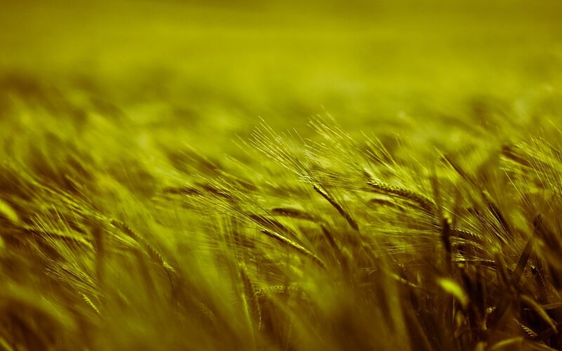Wheat Field in Wind — Yellow