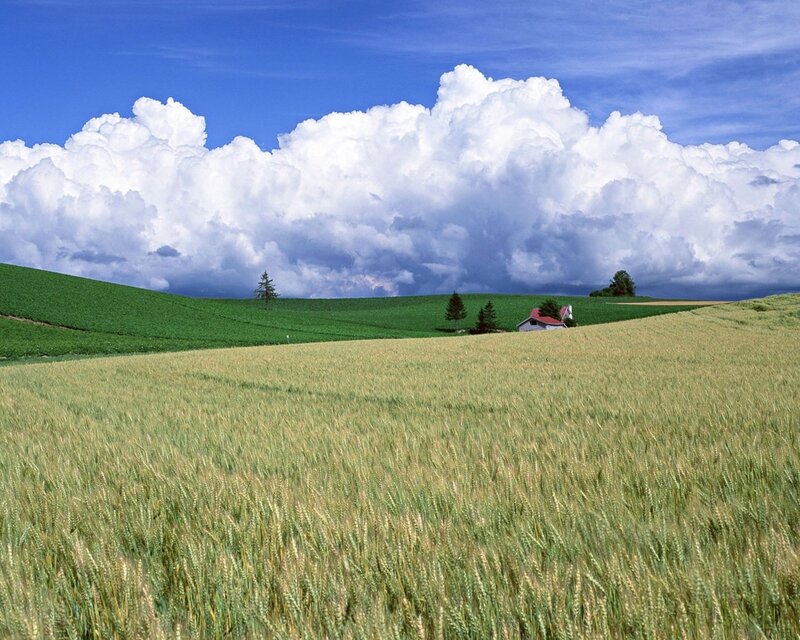 Wheat Field Landscape — Blue, Serene, Afternoon