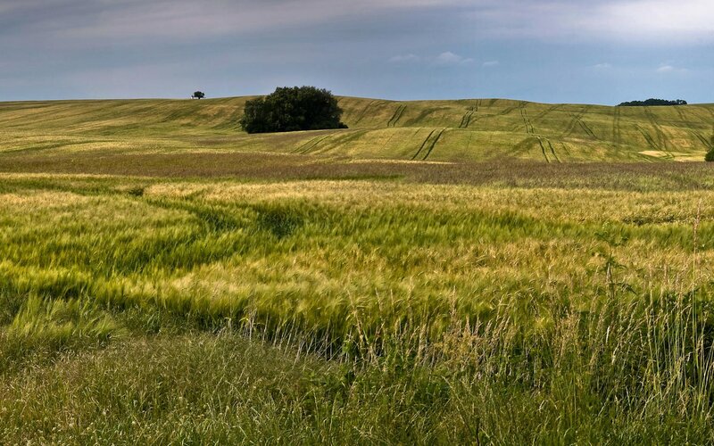 Wheat Field Landscape — Green, Serene