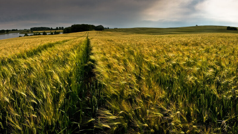 Wheat Field Landscape — Green