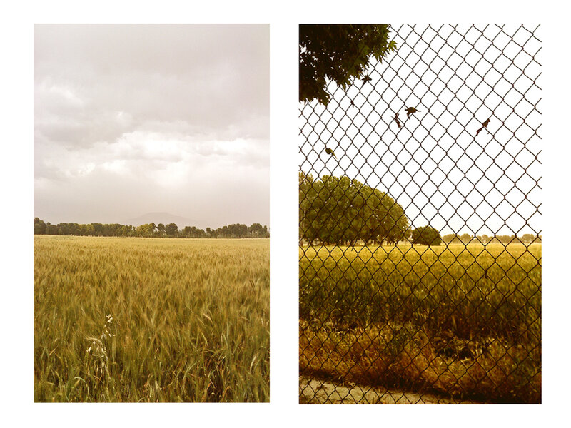 Wheat Field Landscape