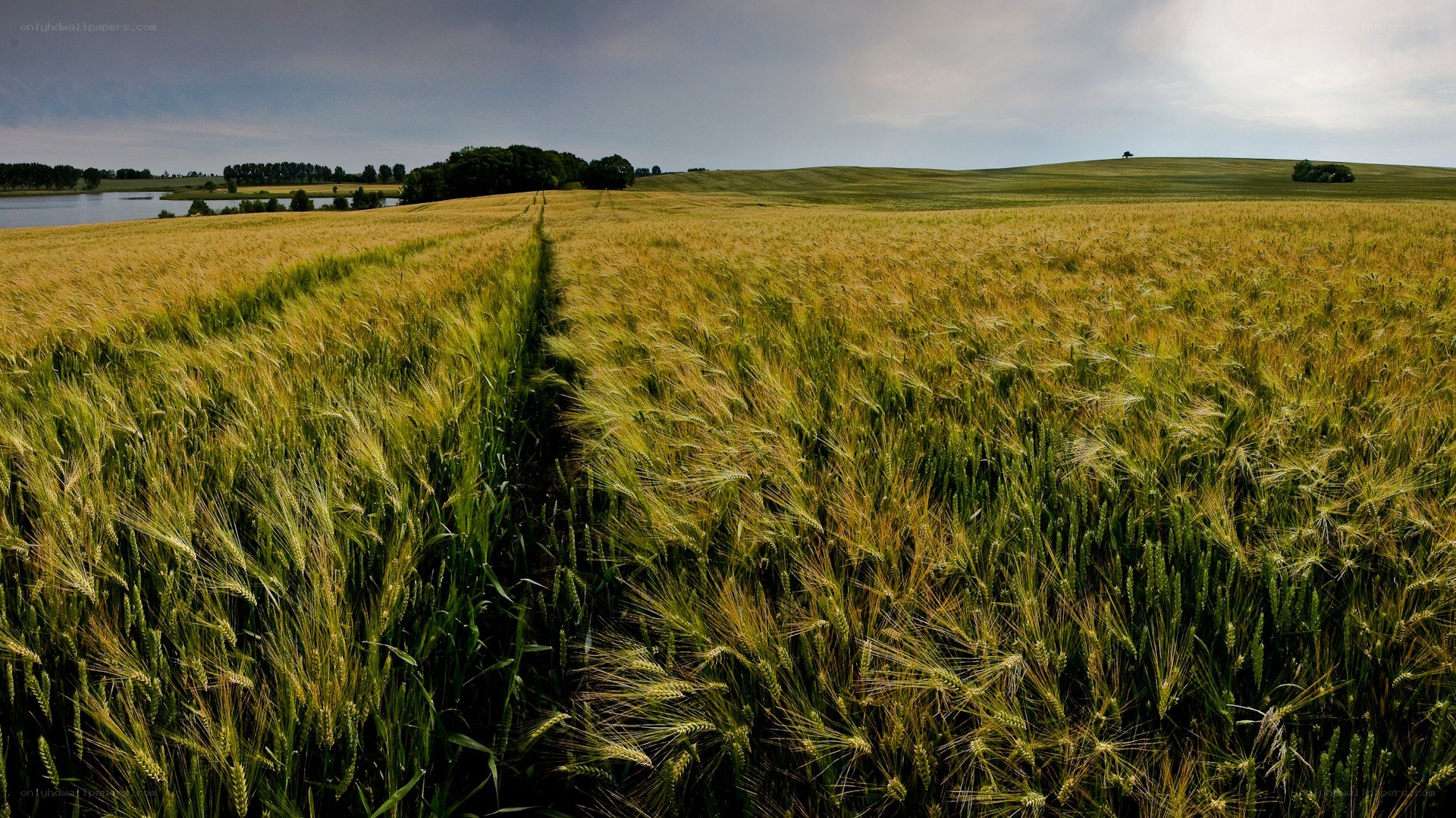 Wheat field near a lake