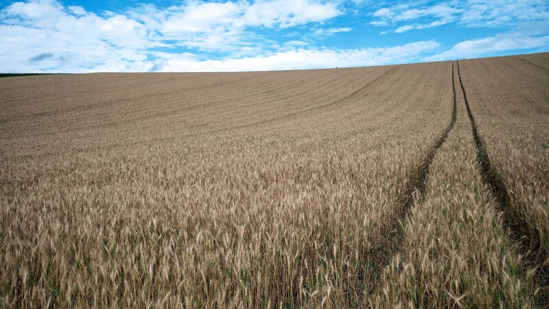 Wheat Field on Hill