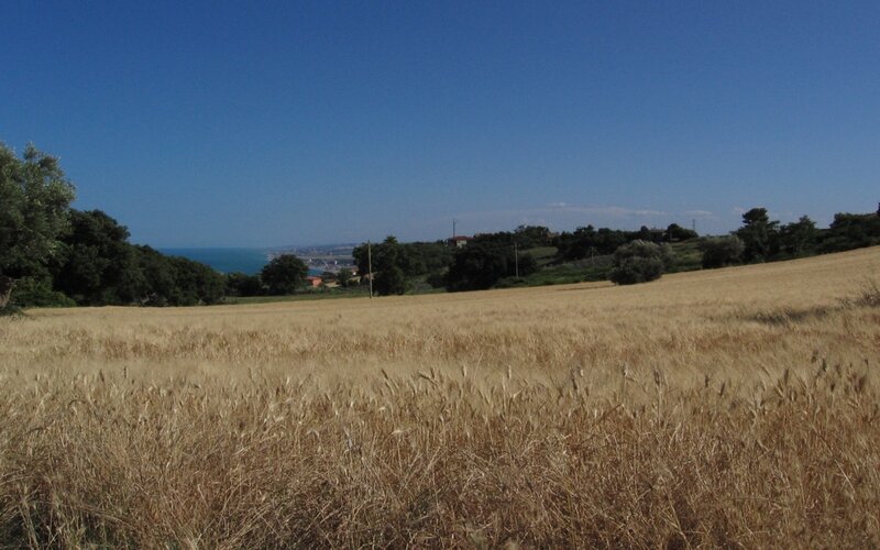Wheat field overlooking the sea
