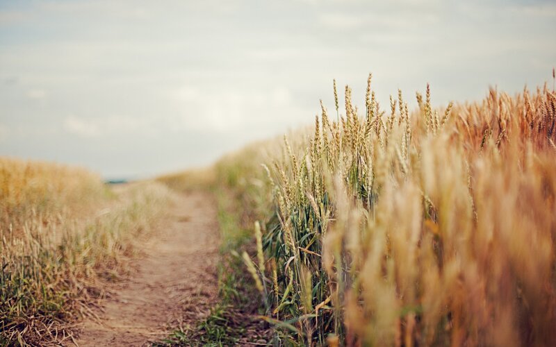 Wheat Field Path — Brown, Serene