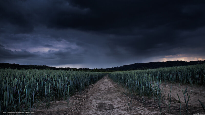 Wheat Field Path — Dark Blue, Dramatic