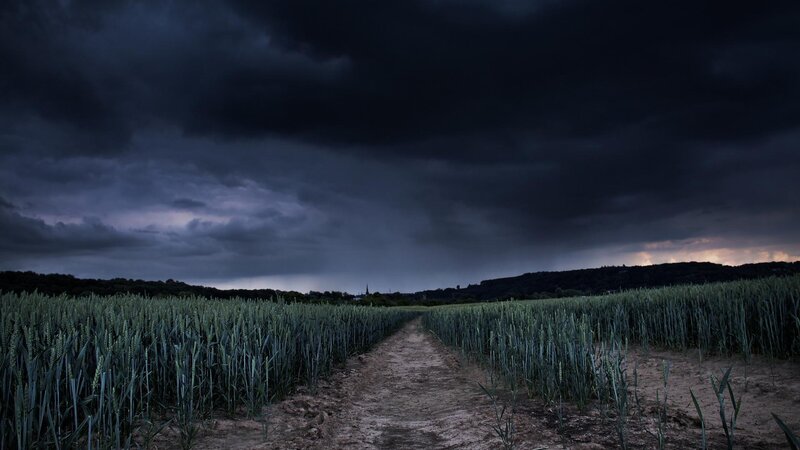 Wheat Field Path — Dark Blue