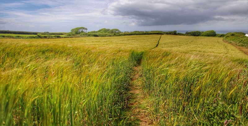 Wheat Field Path — Green, Dramatic