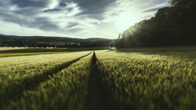 Wheat Field Path — Green