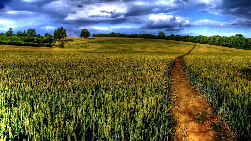 Wheat Field Path