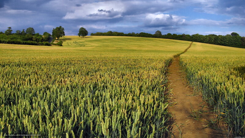 Wheat field path under cloudy sky