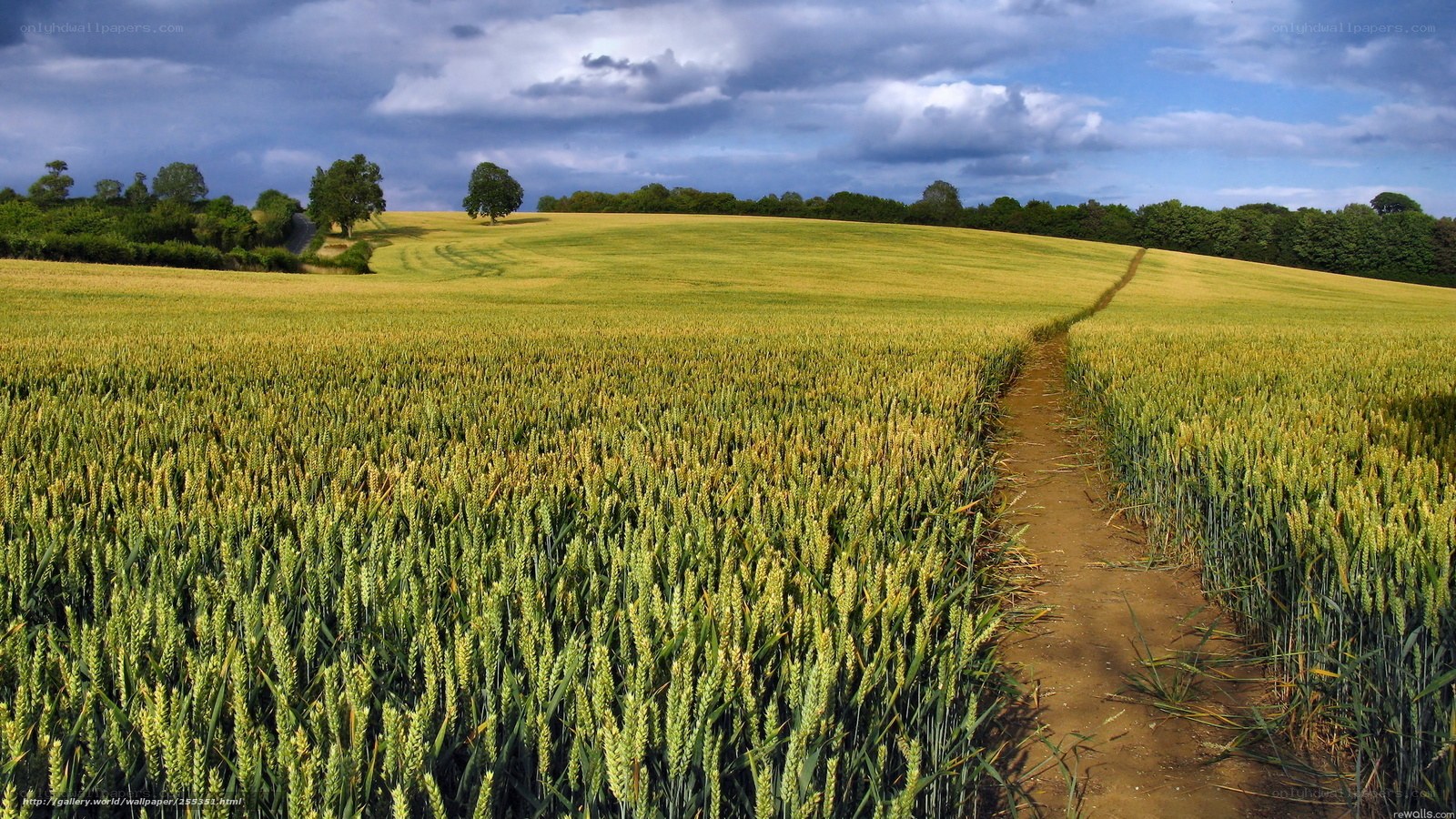 Wheat field path under cloudy sky