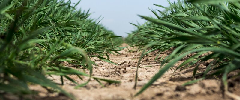 Wheat Field Rows