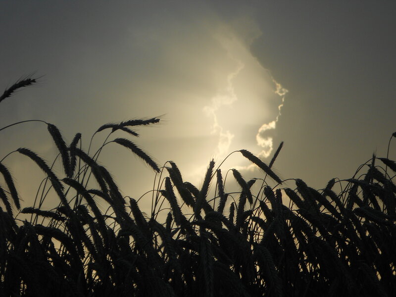 Wheat Field Silhouette — Black