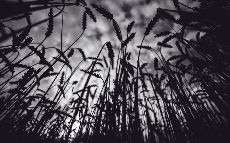 wheat field silhouette