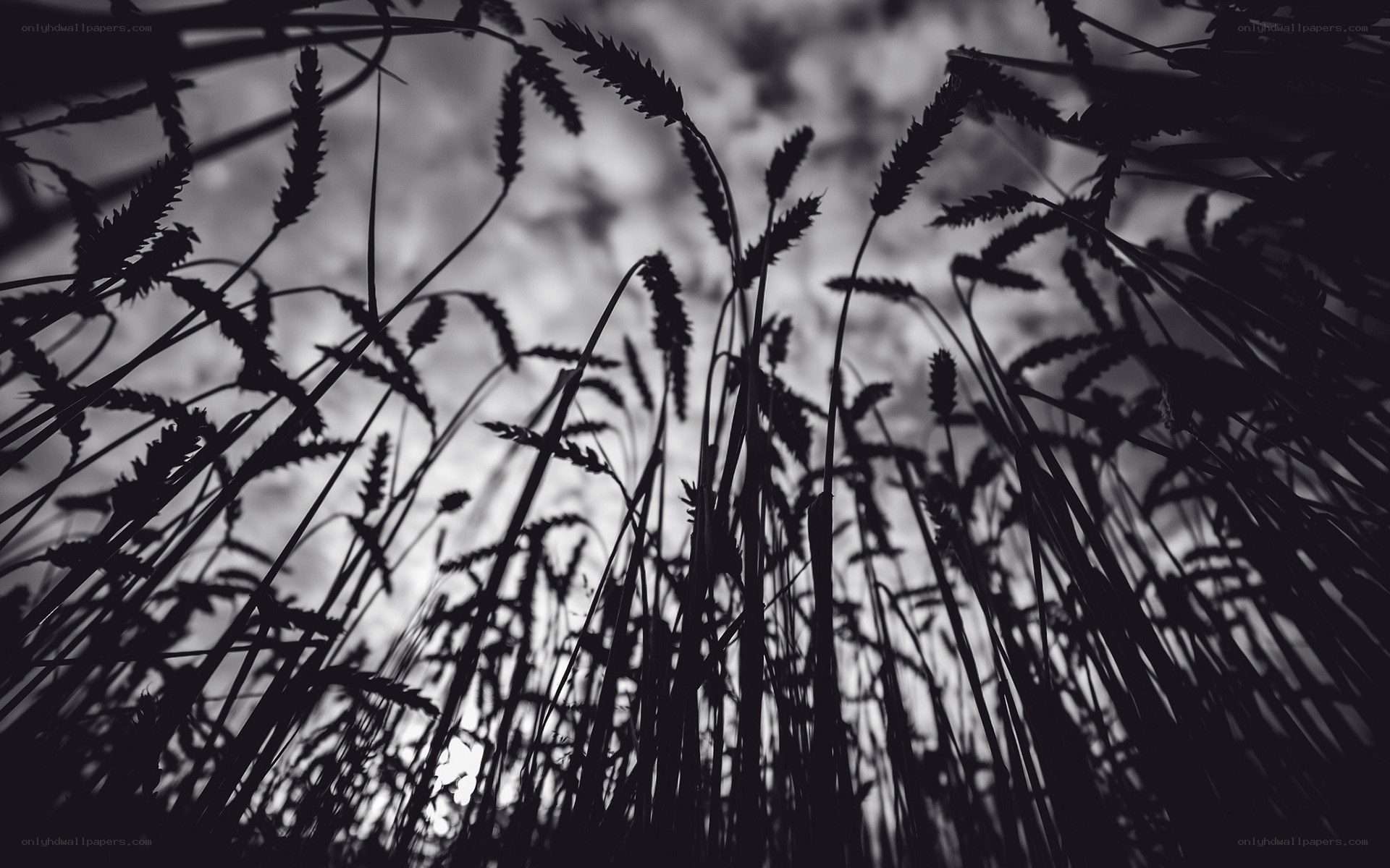 wheat field silhouette