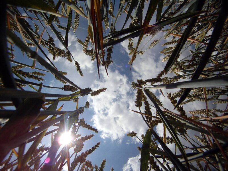 Wheat Field Sky View