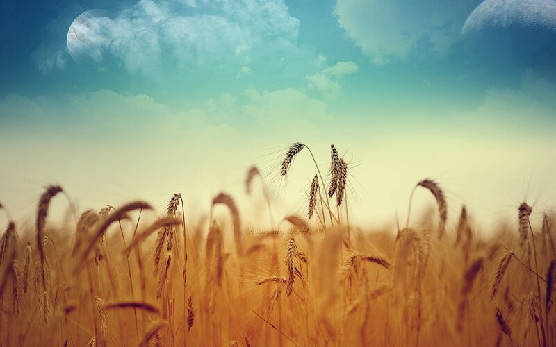 Wheat Field under Alien Sky — Gold