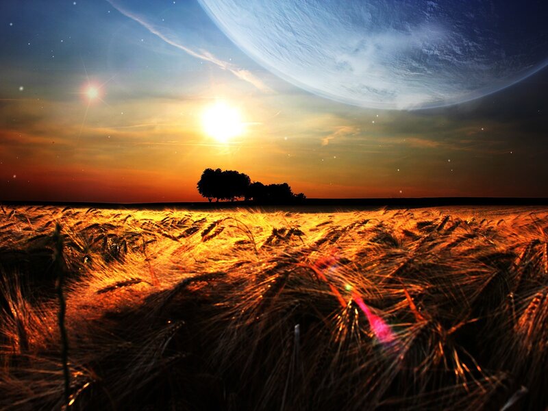 Wheat field under alien sky
