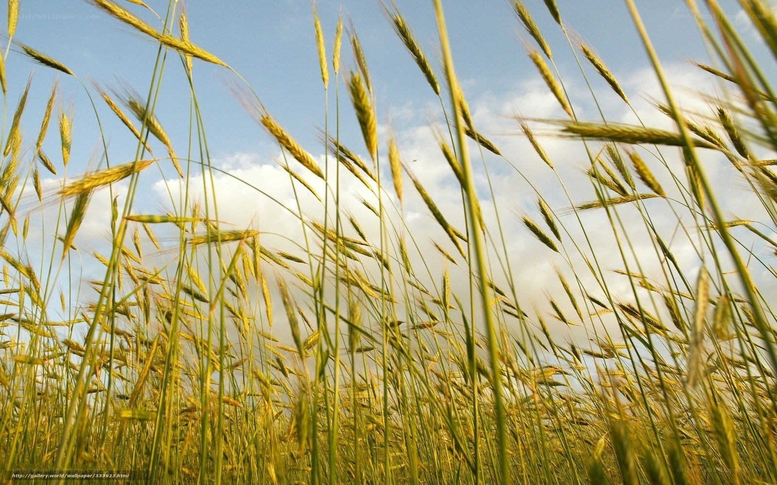 Wheat field under blue sky